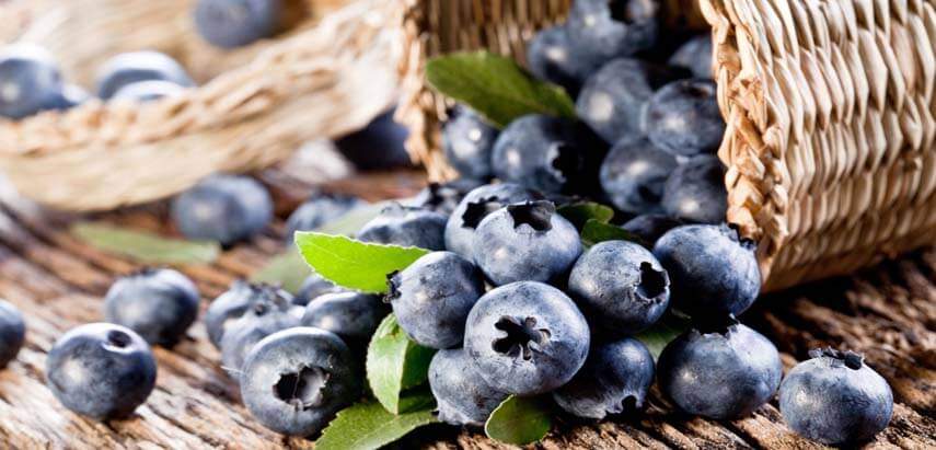 Gum Disease Natural Treatment: Wild Blueberry Extract
